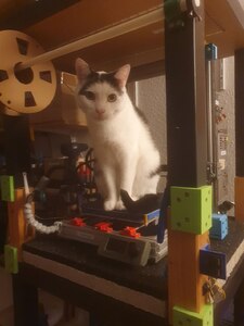 Ares the cat demonstrating the old setup